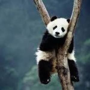 Meet your Posher, Devin